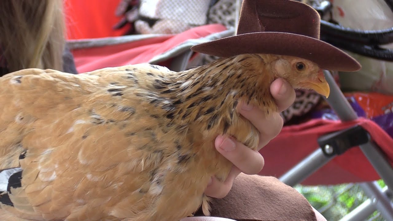 DuPage County Fair 2019