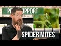 How do you Know if you Have Spider Mites? | Pest Support