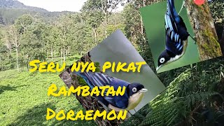 pikat burung rambatan doraemon, bolang mania