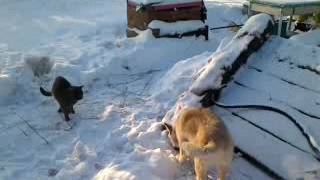 Собака Рекс Собака Рекс