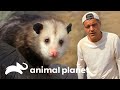 Frank compartilha lanche com guaxinim e gambá | Perdido na Califórnia | Animal Planet Brasil