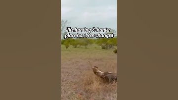 The hunting and hunter place has been changed #viralvideo #short #shortvideo #leopard #wildlife