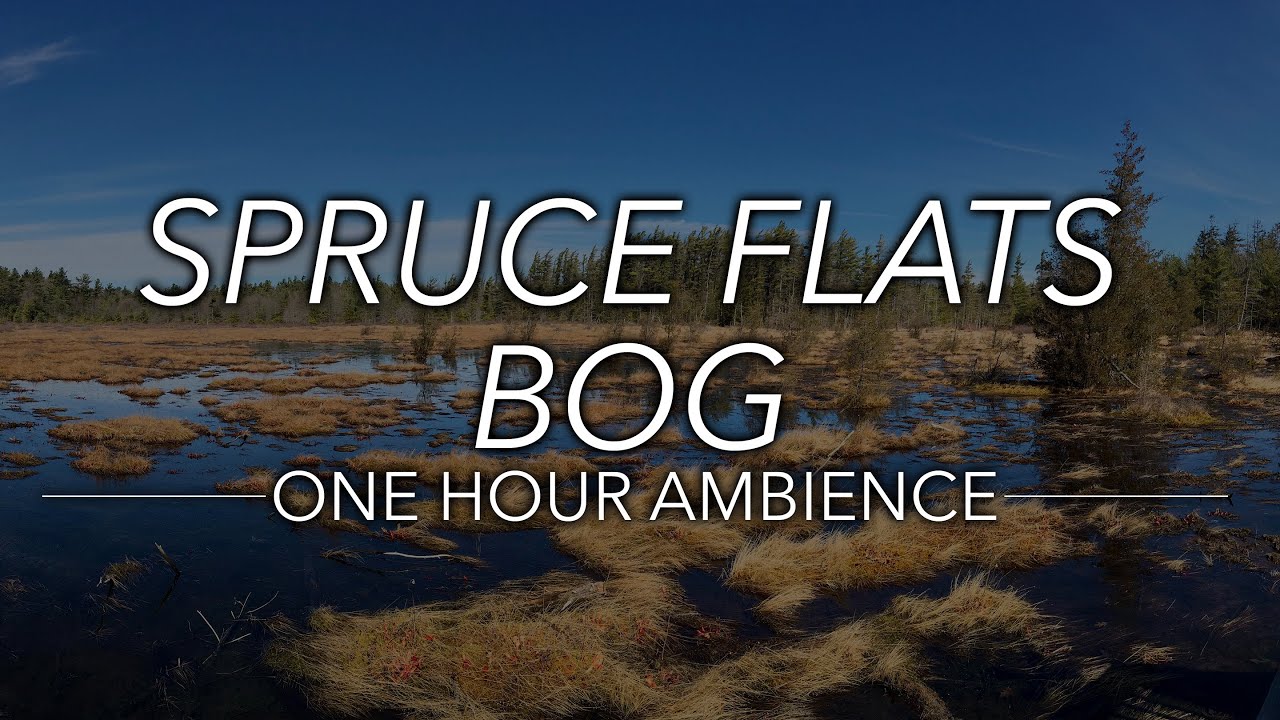 🎧Spruce Flats Bog |  Swamp Sounds | One Hour Ambience