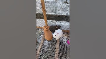 How Many Meat Rabbits Do You Need