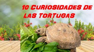 10 THINGS you didn't know about TURTLES!!