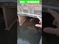 環境觀察家。