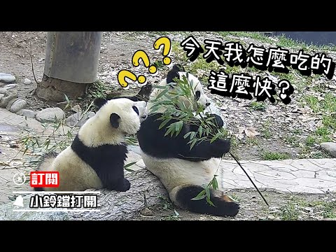 《熊貓早晚安》經驗豐富的熊貓都是這樣偷吃的 | iPanda熊貓頻道