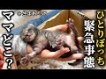 【新入り】生まれたての子猫を緊急保護しました…