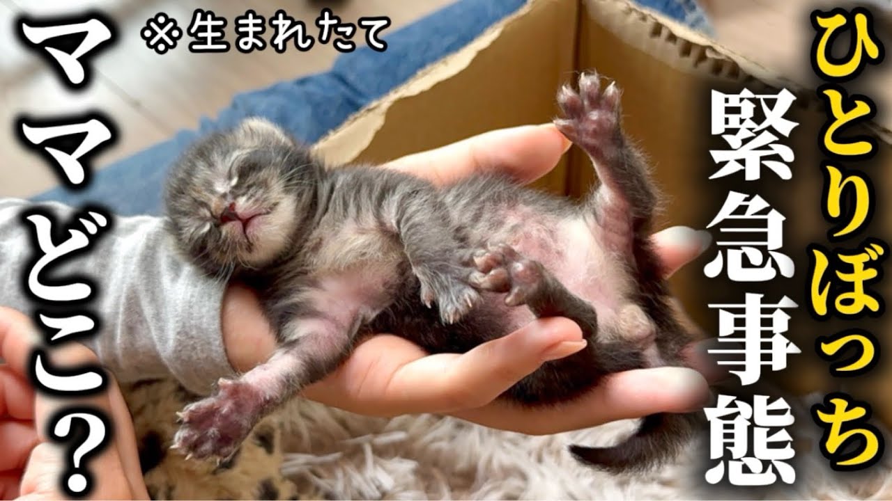 【新入り】生まれたての子猫を緊急保護しました…