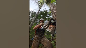 Widowmaker! #mitchzenobitrees #logging #logger #lumberjack #timberfaller #fyp #stihl #ms500i