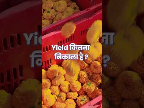 all vegetables farm 60 plus vegetables 🥒🍅 ₹ #farming #shorts #vegetables