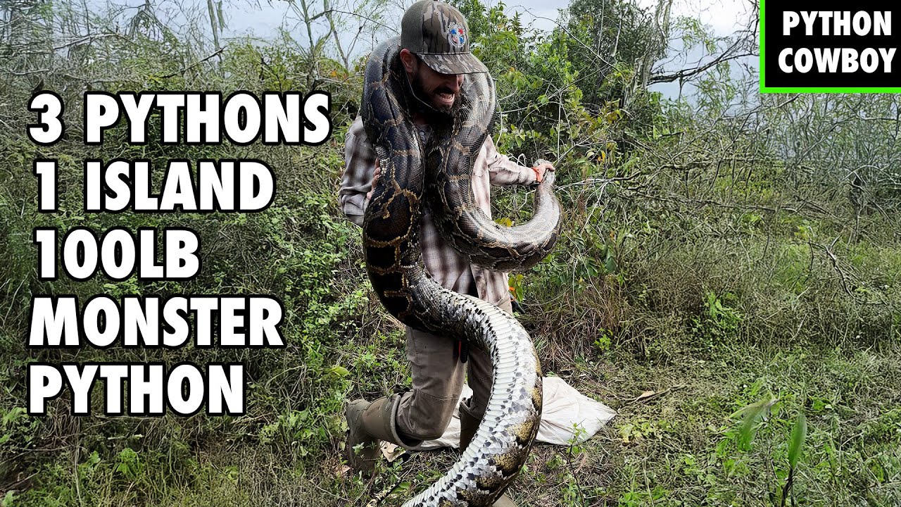 INSANE Breeding Aggregation: 14FT Python Female and Two Males Captured ...