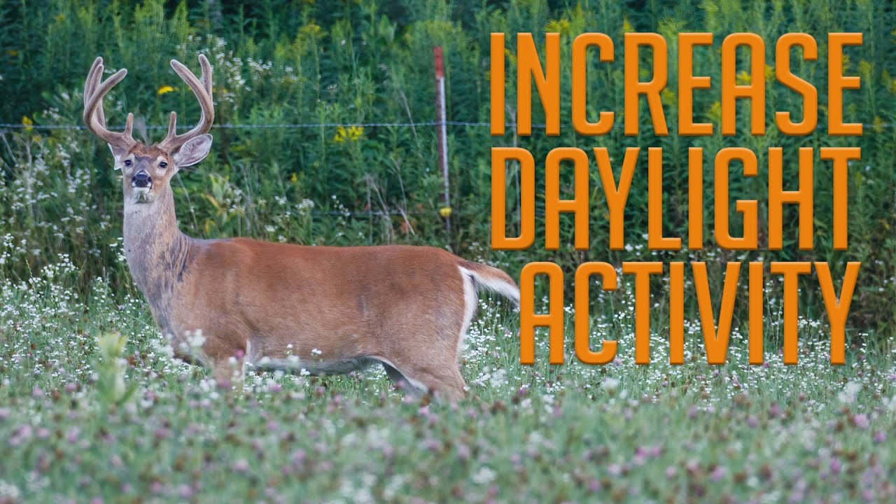3 tips to skyrocket daytime deer activity in your food plots youtube