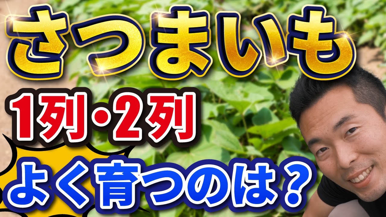 さつまいも栽培】1列・2列➜どちらがたくさん収穫できる？ - YouTube