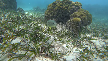 Pair of Four eye Butterfly Fish