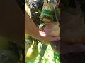 Making Coconut wine #coconutwine #alcoholicbeverage #coconut #shorts #viralvideo