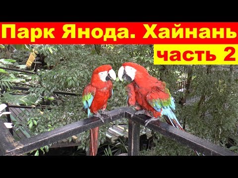 Тропический лес. Парк Янода. Лучшая экскурсия. Хайнань. Китай