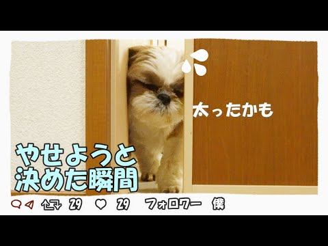 【シーズーVlog】突破！いやいや、どう頑張ってもこれ以上は。。。やせようと決意した瞬間でした。
