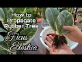 How to Propagate Rubber Tree | Ficus Elastica Variegata - Tineke