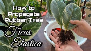 How to Propagate Rubber Tree | Ficus Elastica Variegata - Tineke