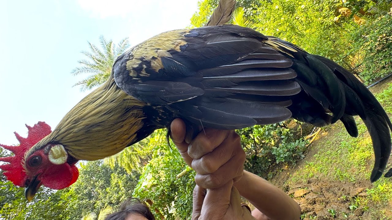 গাছের দেশি গেছো মোরগ রান্না করে খাওয়া সঙ্গে ঠাকুমার হাতে মুলো শাক ভাজা | Deshi style chicken recipe