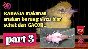 BURUNG SIRTU | Rahasia makanan anakan burung sirtu agar sehat dan gacor part 3