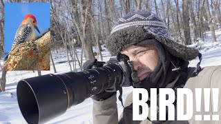 Capturing Snowy Wildlife in NJ with the Nikon Z7 & 300mm PF