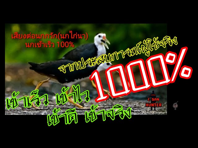 #เสียงต่อนกกวัก(นกไก่นา)นกเข้าเร็ว1000% class=