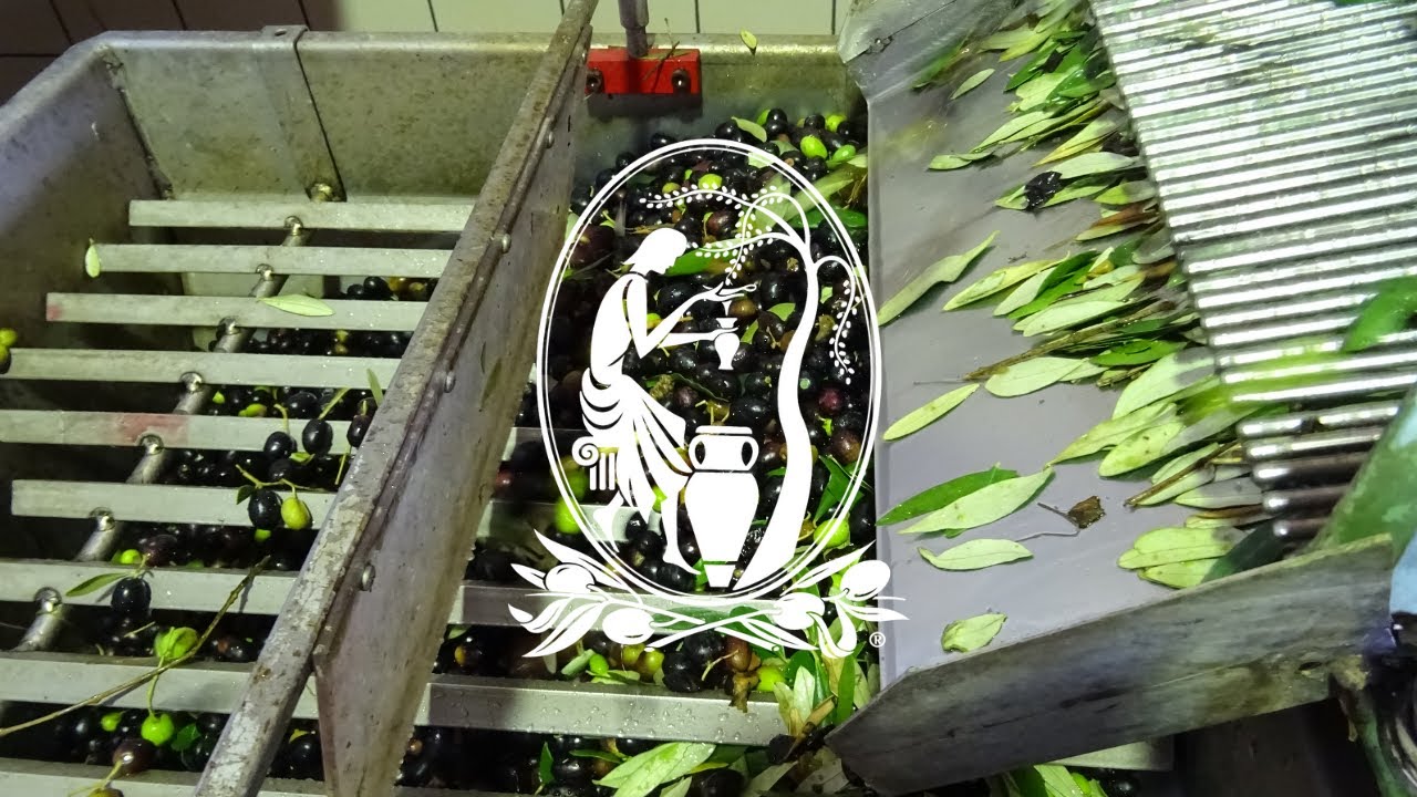 Frantoio Manestrini - La Lavorazione delle Olive