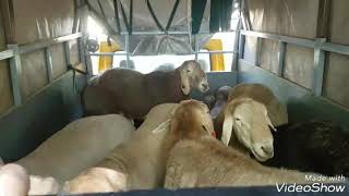 Эксперт гиссаровод из Таджикистана 
Ходжи Наим Мирозорахимов делает 
оценку овец на конкурсе в Чимке