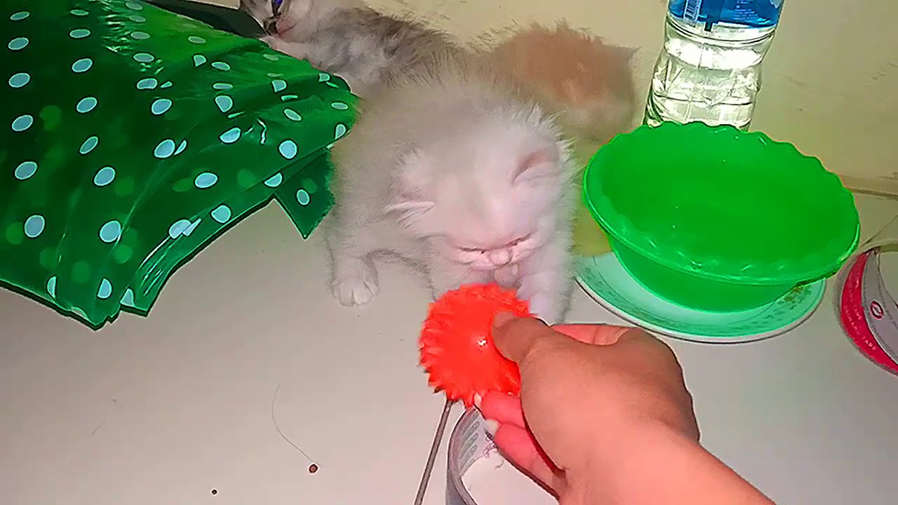 #PecintaKucing #Kitten #KucingPersian KUCING PERSIAN 1 TAHUNAN - BARU