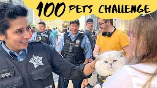 IS it Illegal to be SO Cute?! 100 Pets Challenge! Pet the CAT for GOOD Luck!