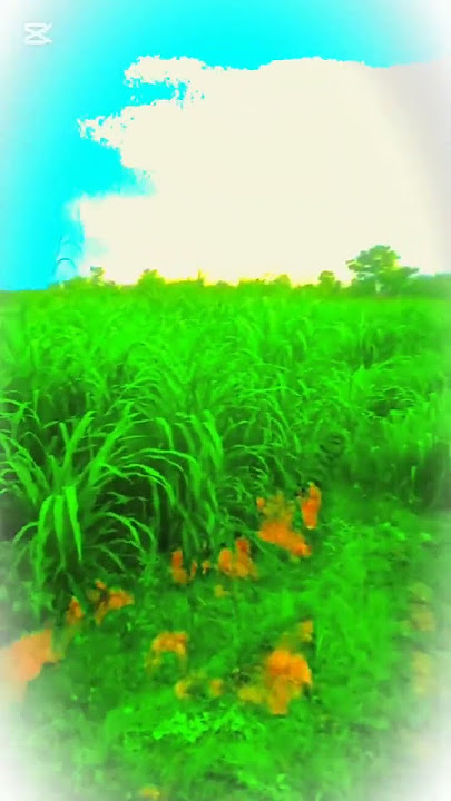 Alirazainthefieldinthevillage #song fouyou #remix millions #dj billions