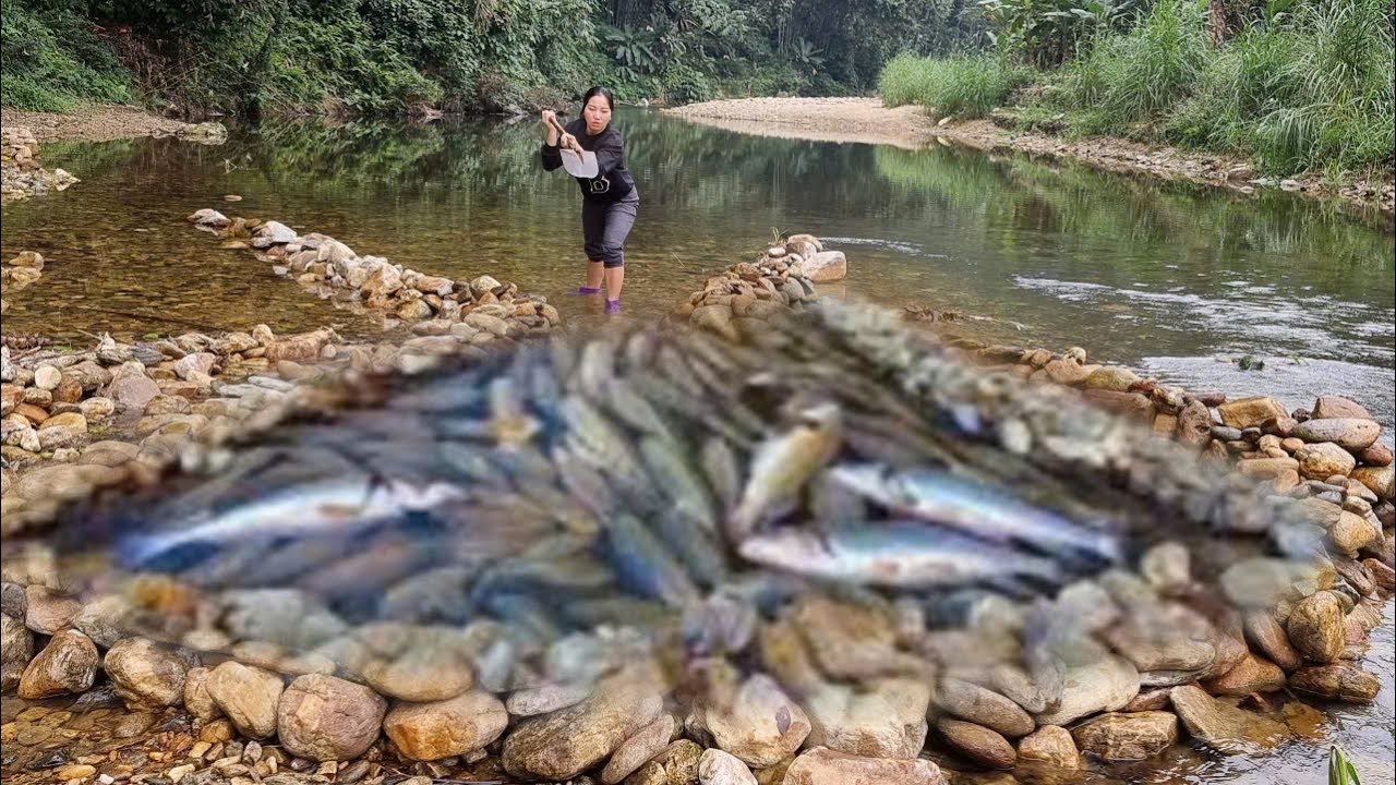 Unbelievable top-notch fish trapping techniques, big fish harvest.