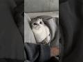 😽&☺️ #cat