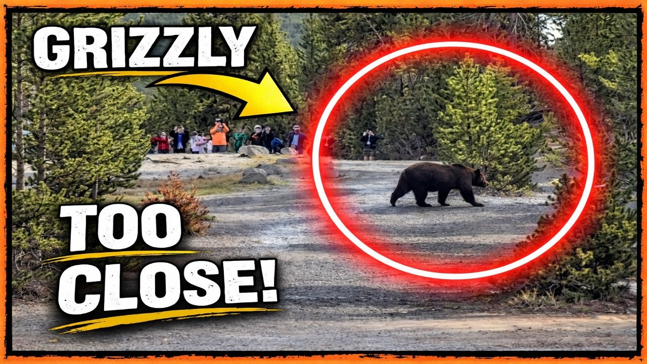That Grizzly was WAY too close! (3 Days in Yellowstone)
