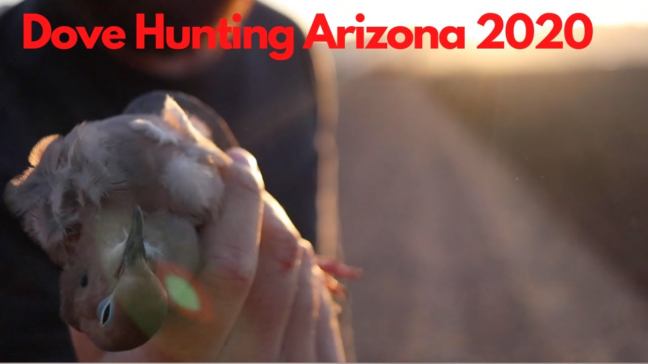 Opening Day of Dove Season Yuma Arizona Dove Hunting arizona hunt