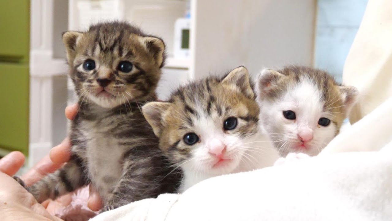 Excited kittens destroy bus [Please turn on subtitles to watch