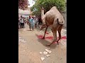 Camel Qurbani 2019 North Karachi