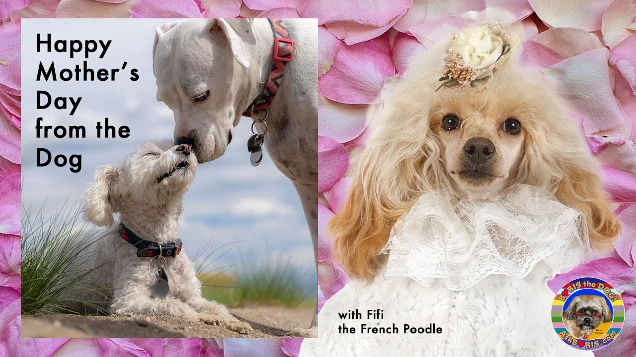 Happy Mother's Day Poem from the Dog with Fifi the French Poodle at the ...