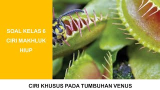 SOAL CIRI KHUSUS TUMBUHAN VENUS | IPA KELAS 6 SD