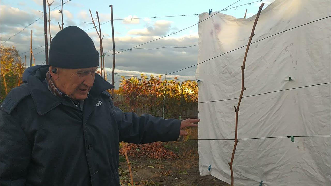 Схема обрезки чайно-гибридных роз. Доска для серфа из пенопласта. 4 обрезки. Обрезка деревьев таблица. Обрезка парковых роз весной.