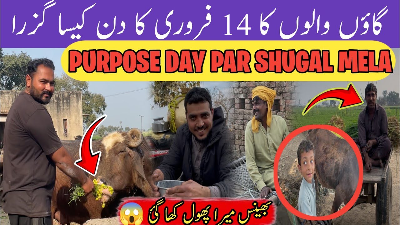 Purpose Day Bana Diya Shugal Mela 😂 | Valentine Day Gone Wrong | Desi Vlog | Village life 
