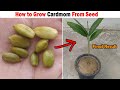 How to grow cardamom plant from seed  grow cardamom plant from seeds with result