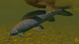 Dry Flies for Grayling on Chena River, Alaska