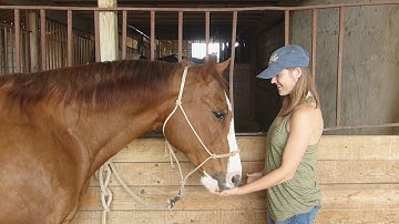 Nitro Dual Doc Flips***For info, price, etc., go to our website*** ValleyViewRanch.net