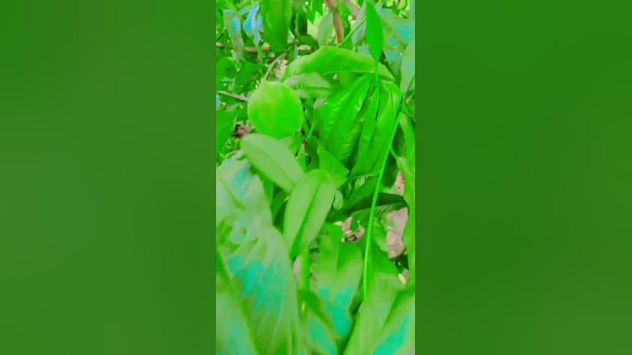 fruit-name-bataen-youtube