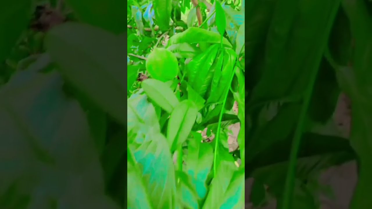 Fruit Name Bataen YouTube Fruit Name Bataen YouTube