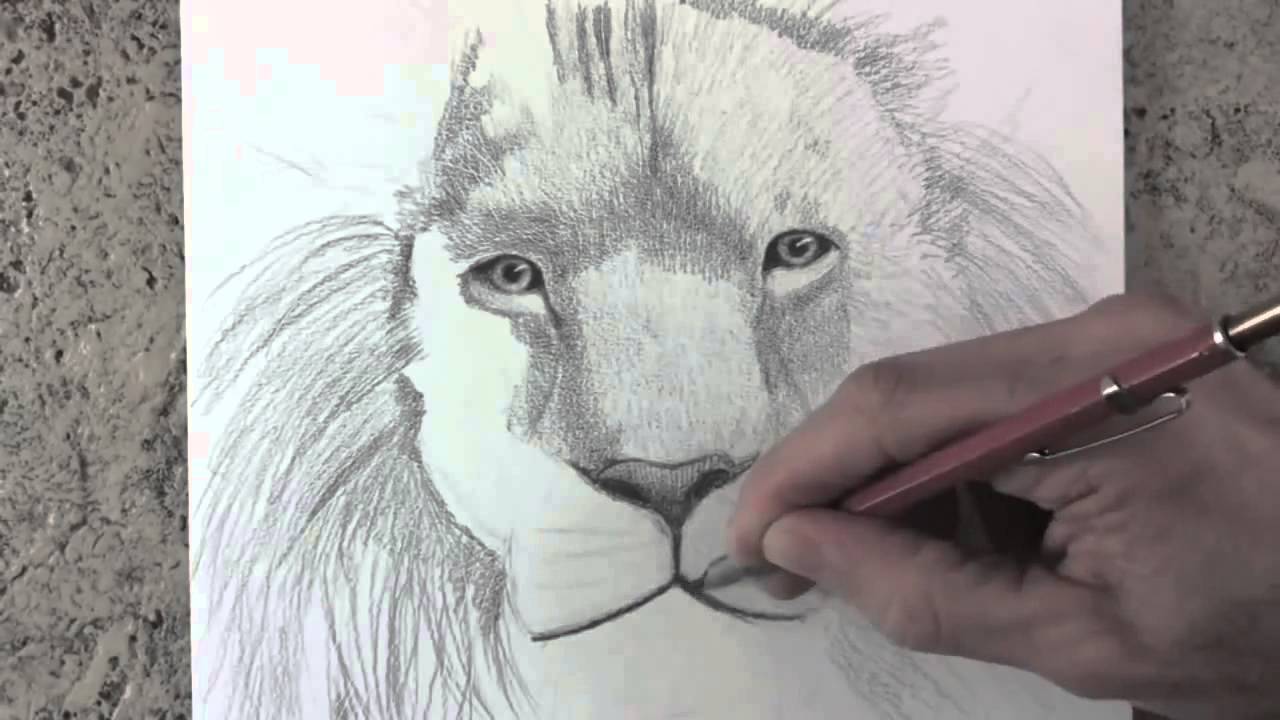 Karakalem Aslan Çizim Tekniği [Karakalem Çizim Sanatı] - YouTube