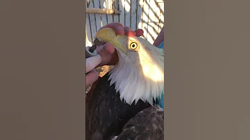 Trimming a Bald Eagles beak